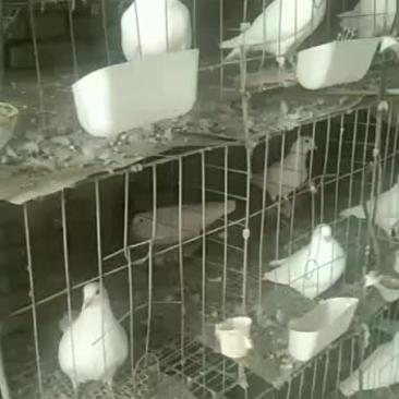 种鸽养殖场，种鸽价格，鸽子蛋批发厂家直销