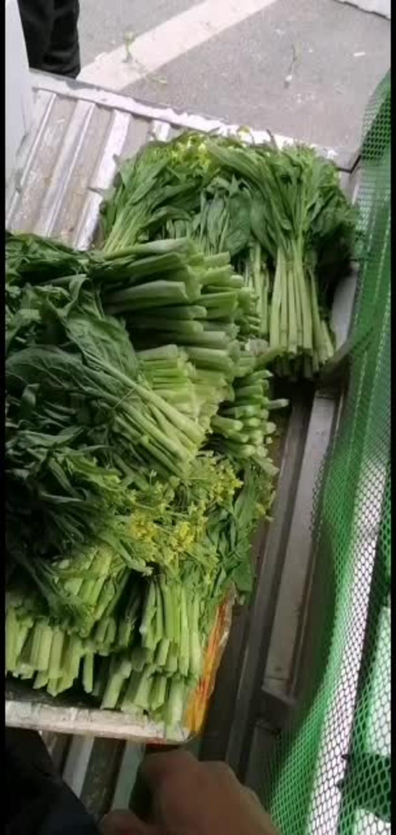 白菜苔20cm左右，桂林白菜苔，甜菜苔，甜菜花，甜菜心