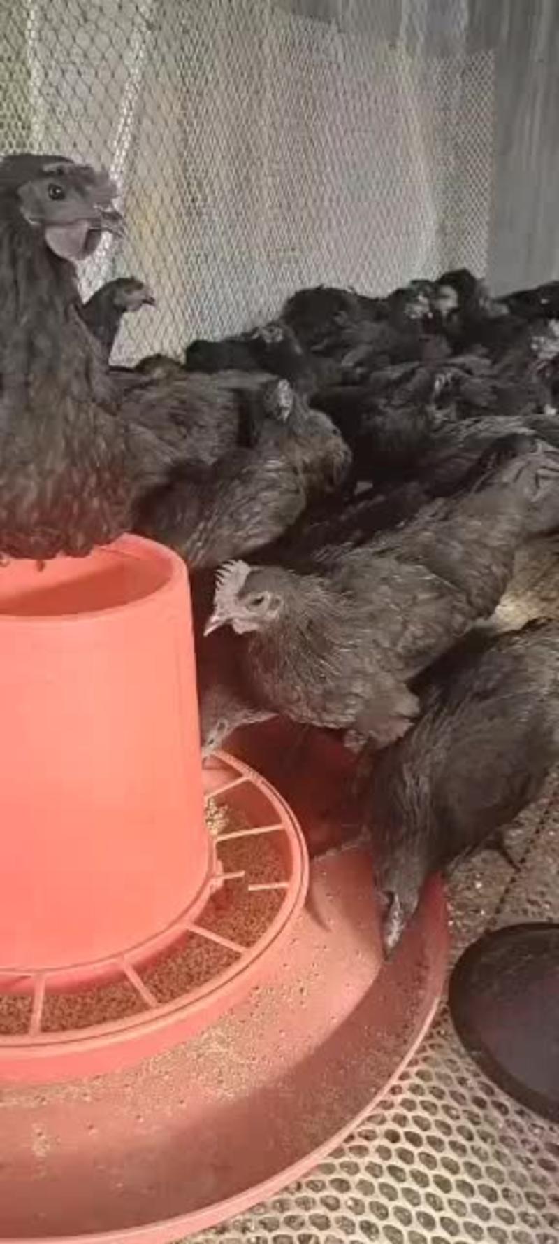 纯种青年五黑鸡，公母都有，一只也是批发价，视频选鸡全国发