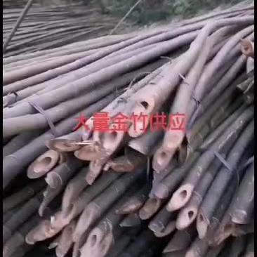 大量金竹供应，专业砍伐
