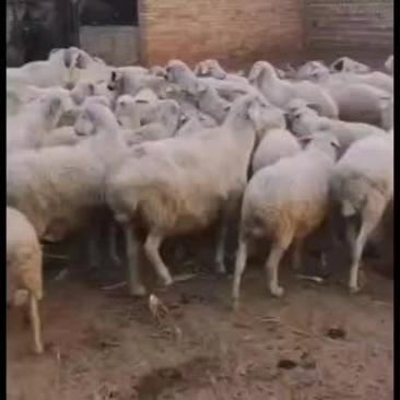 绵羊、绵羊、绵羊、绵羊、绵羊