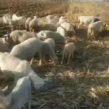 山西绵羊大量供货，基地直供视频看货，实地考察