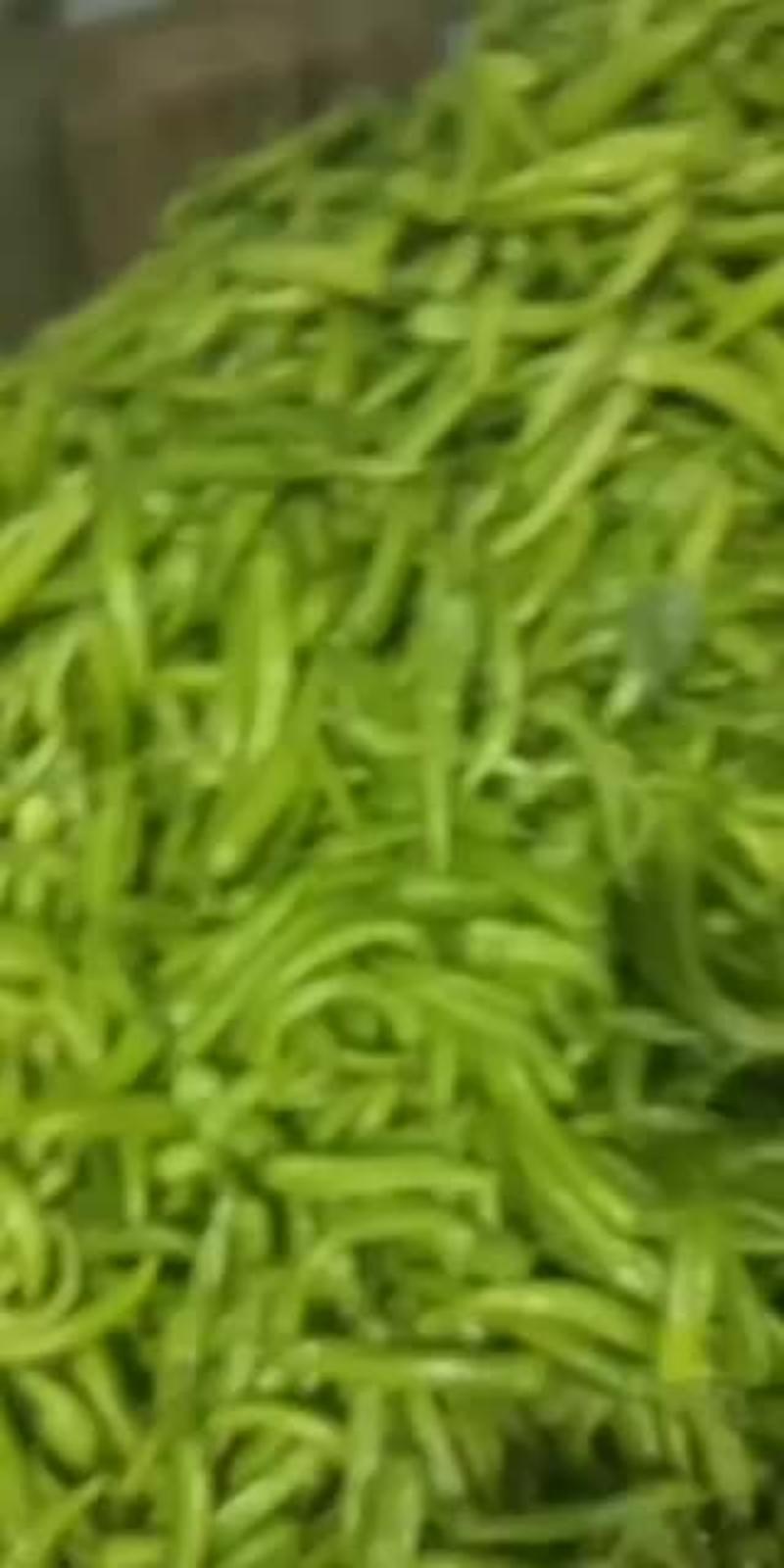 辽宁海城新秧精品黄皮尖椒大量上市，货源充足，来电优惠