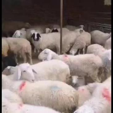 绵羊丶绵羊丶绵羊、羔羊、绵羊、绵羊