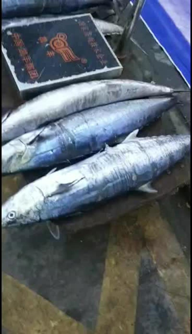 南海马鲛鱼，极速发货。让您不住海边也没吃到鲜新海味。
