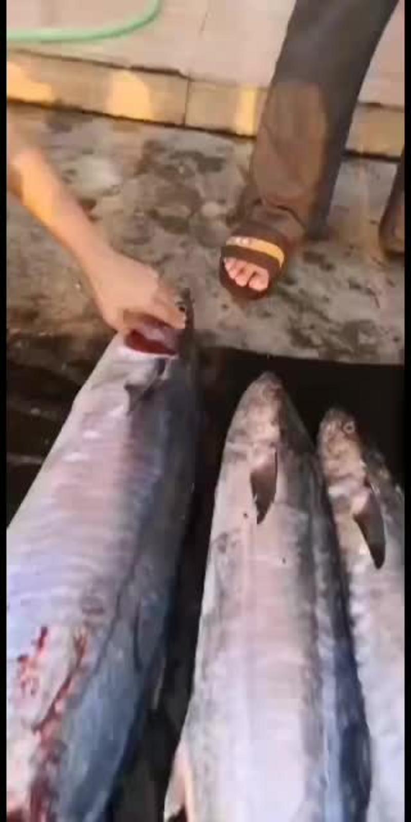 南海马鲛鱼，极速发货。让您不住海边也没吃到鲜新海味。