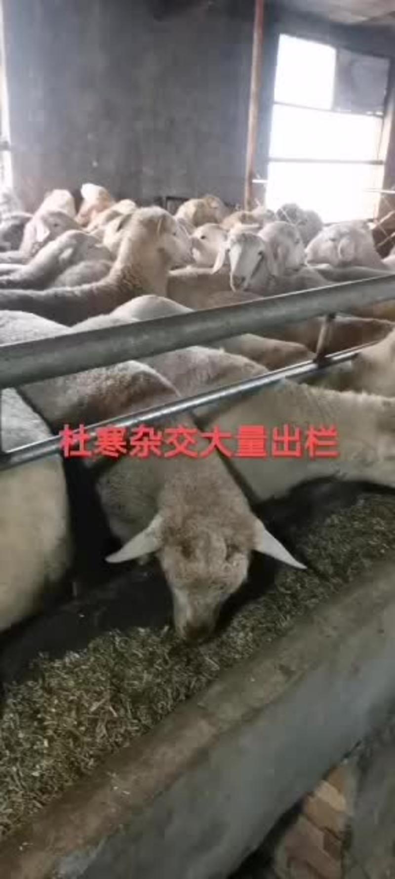 大量供应优质杜寒杂交羊种羊羔羊最新价格养殖技术养殖前景