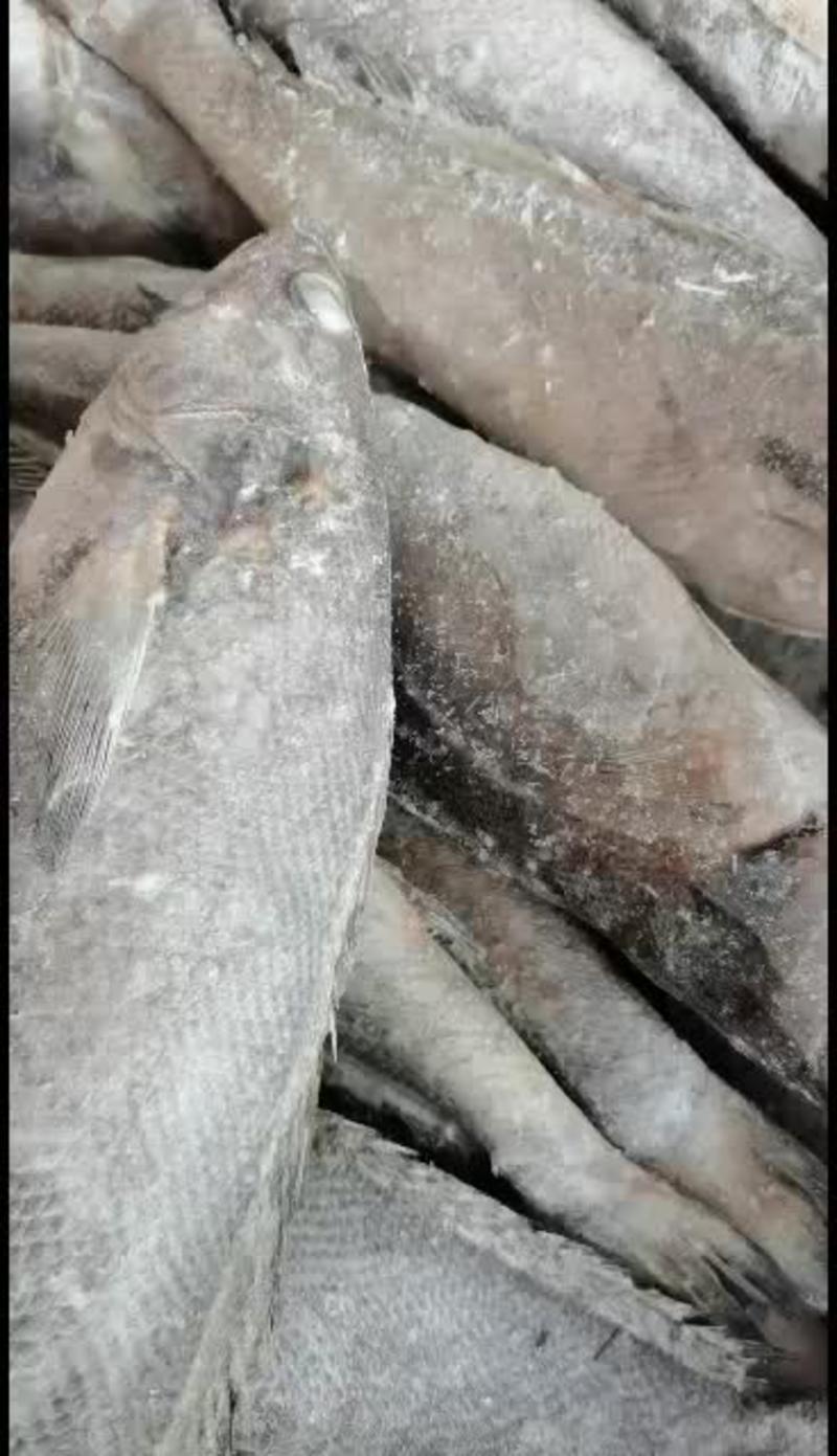 【产地直供】米鱼冷冻大米鱼单冻米鱼江苏海鲜水产