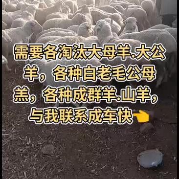 出售各种淘汰大母羊:各种羊羔，成群羊