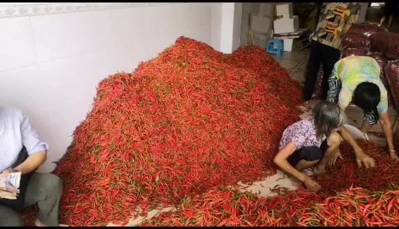 广西北海合浦县朝天椒刚上市，长度10厘米左右，肤色鲜美