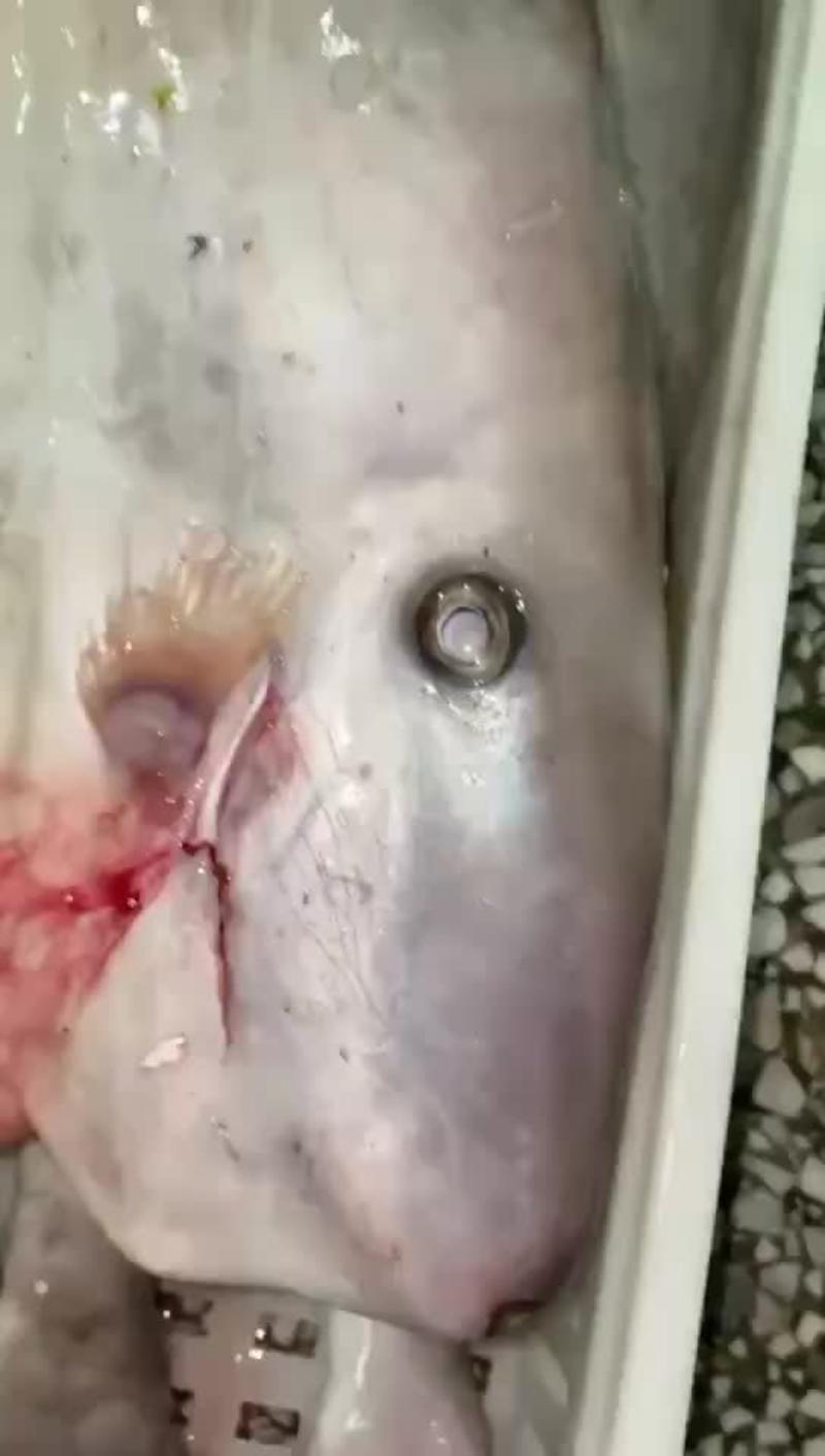 大马面鱼剥皮鱼1-4斤规格运费自理没去皮