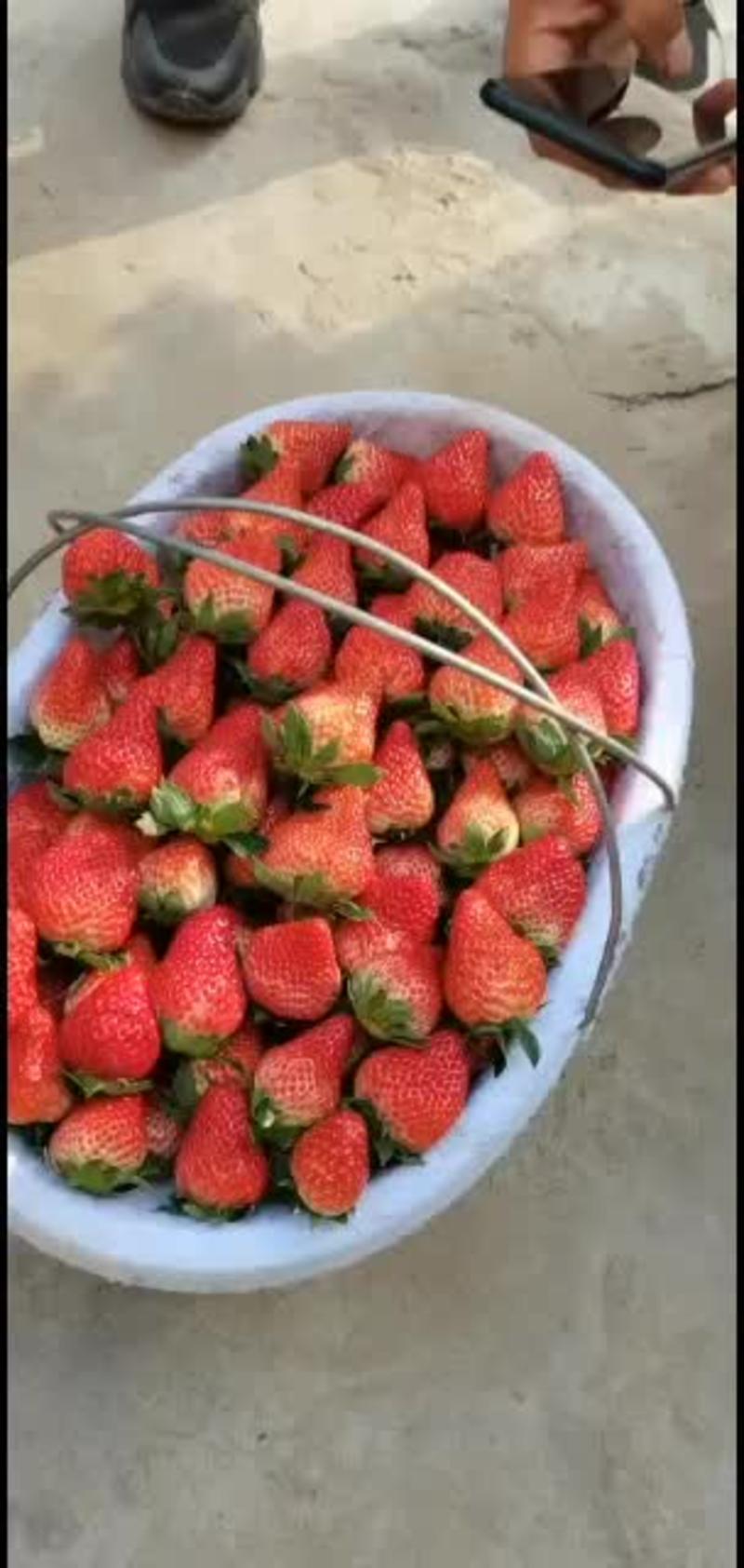 水果皇后，草莓，红颜草莓，产地直发，各种品种草莓欢迎咨询