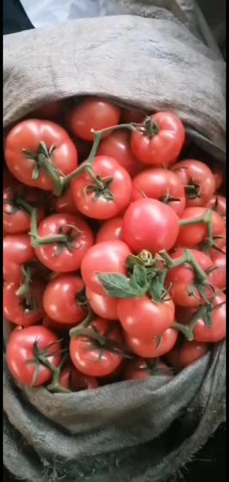 推荐山东费县硬粉西红柿，果型好硬度好，品质保证，代发全国
