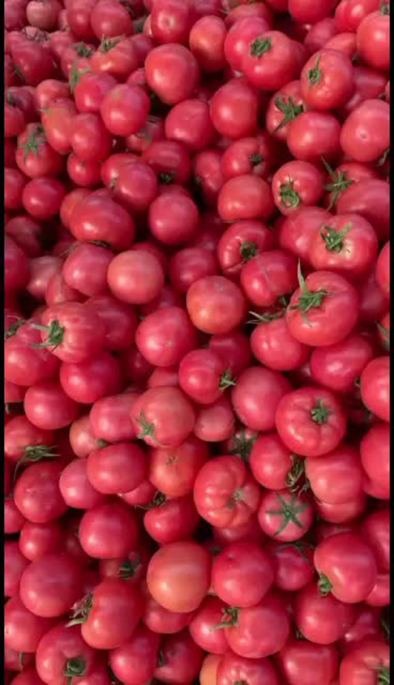 山东费县毛粉，硬粉西红柿单果光果，串果，产地一手货源