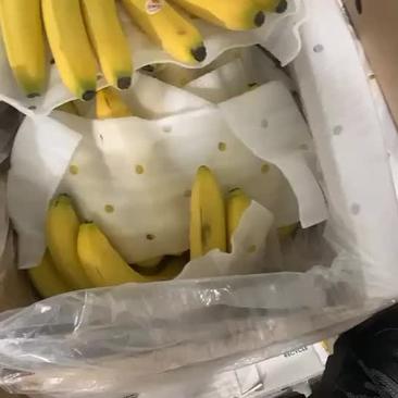 进口菲律宾进口特价香蕉，净重二十七斤，适合超市卖场