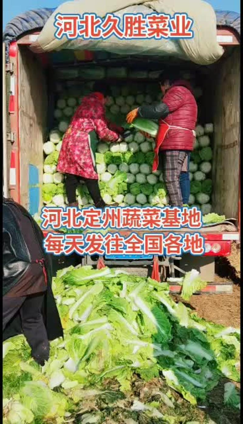 【牛商推荐】精品黄心大白菜净菜4~6斤无虫眼无烂叶