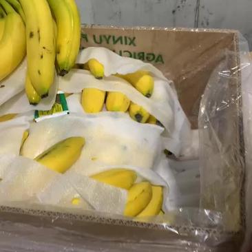 进口菲律宾特价香蕉，净重二十七斤