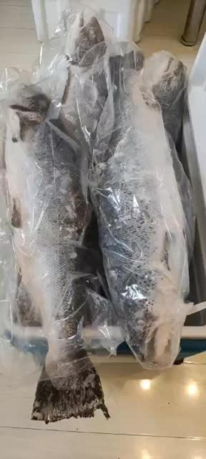 进口三文鱼！大西洋鲑鱼！一条15斤左右！检验手续齐全！