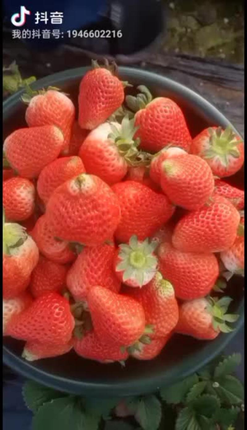 香甜可口的奶油草莓，莓农自销。十一月底和大家见面