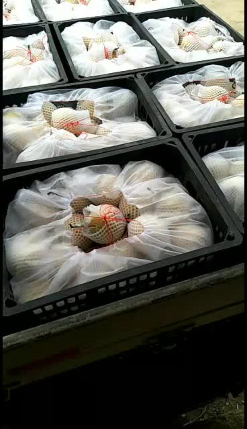 【精品】膜袋鸭梨、水晶鸭梨大量供应中全国发货质量保障