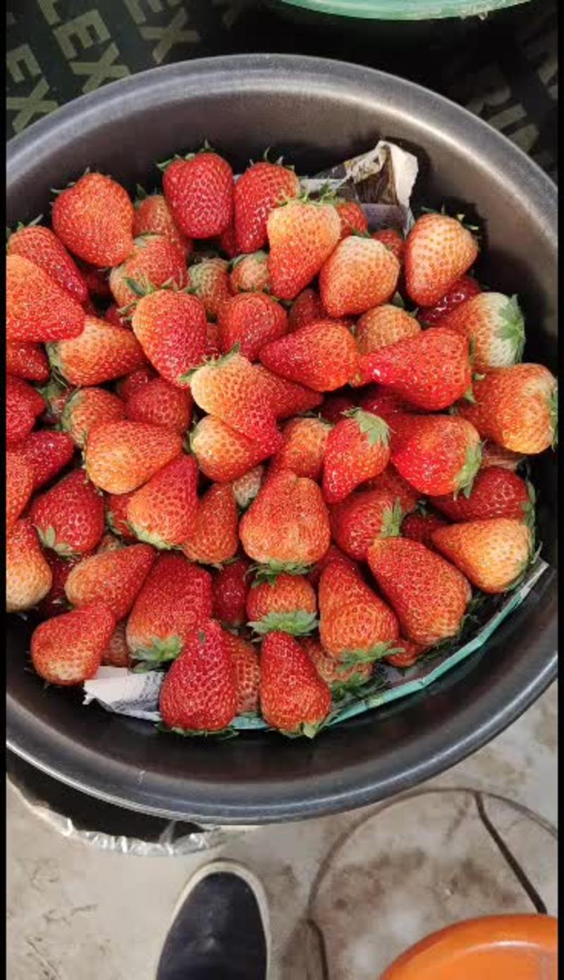 江苏南通红颜草莓浆果类代收代发有需要与我联系