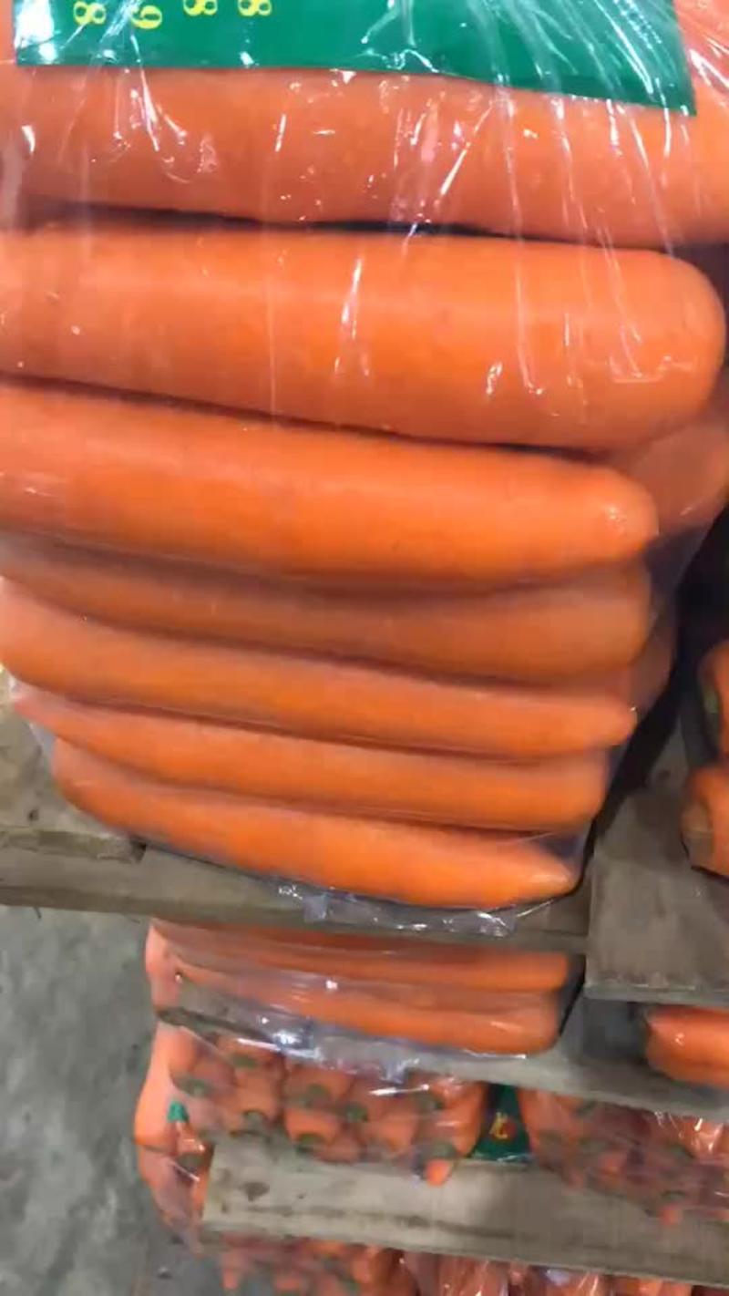 胡萝卜大量供应商超和出口