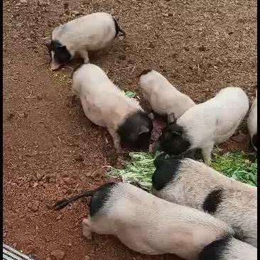 长期出售巴马香猪，广西巴马香猪生态养殖