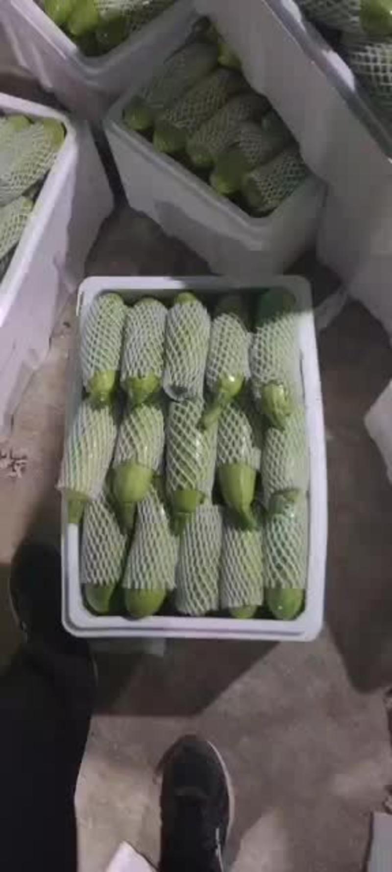 西葫芦山东绿皮西葫芦电商供货翠绿视频看货质量保障