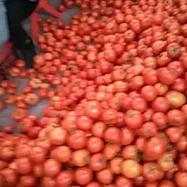 温州硬粉西红柿基地一手货源量大从优