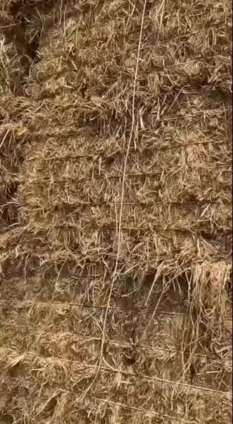 稻草除尘过筛水分低质量保证无土无沙