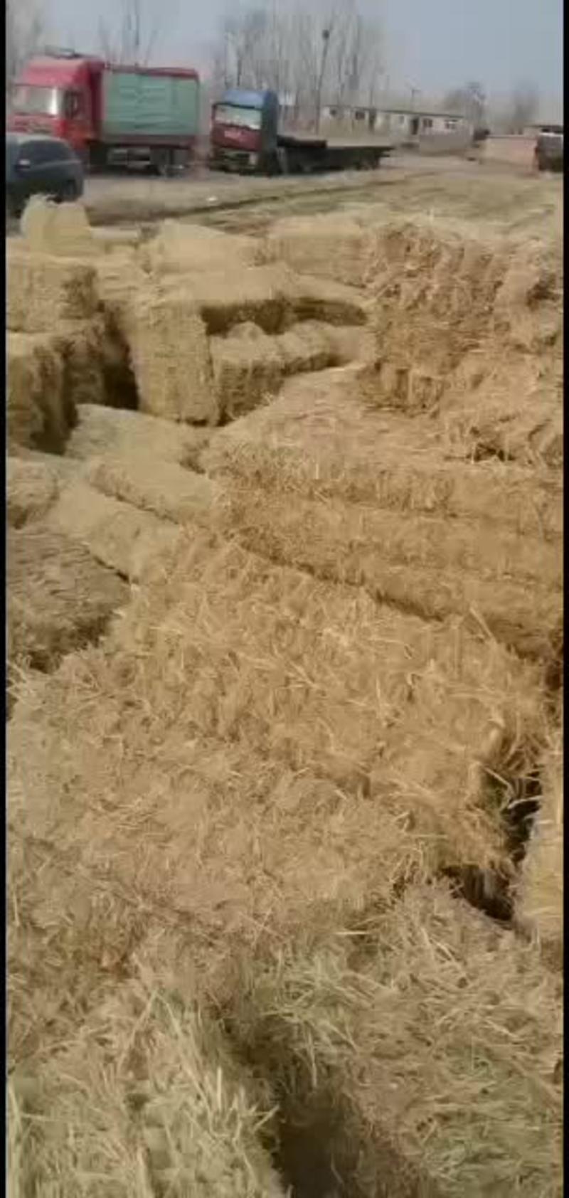 稻草除尘过筛水分低质量保证无土无沙