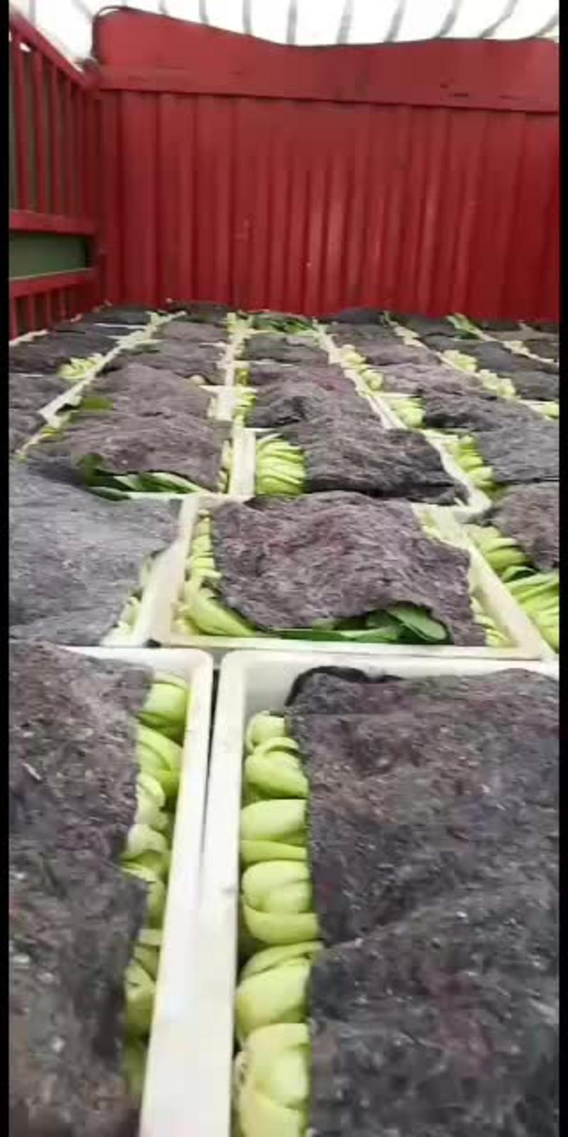 安徽精品油菜苔白菜苔、蔬菜基地菜苔大量供货菜尖保质保量