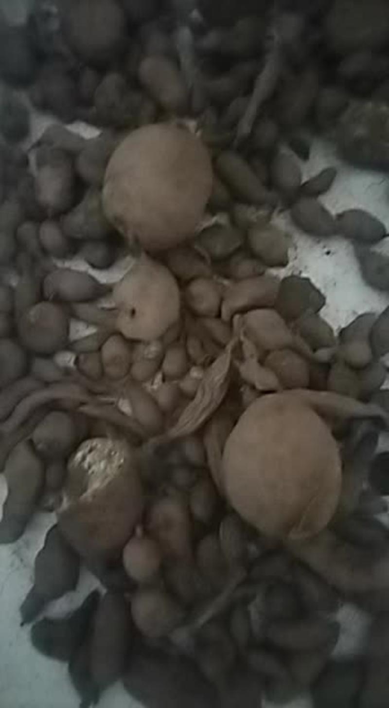 纯野生金果榄鲜货干货，种子产地货源
