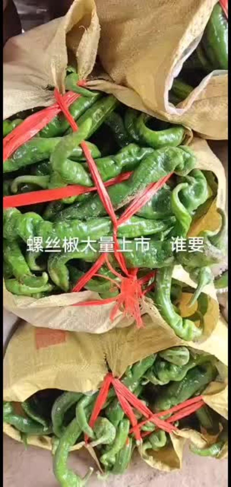 【精选】陕西辣椒螺丝椒螺丝辣椒质量优价位合适