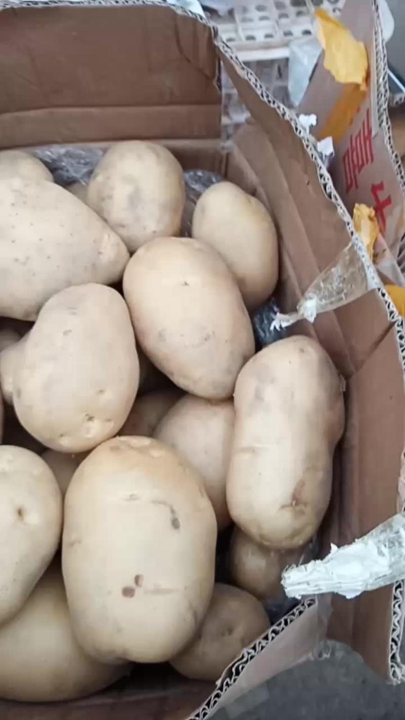 河北永年精品土豆大量供应中，可供大型批发市场
