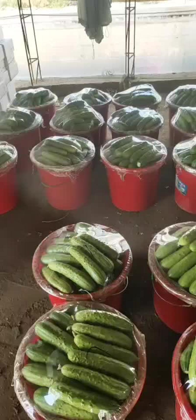 唐山市滦州精品旱黄瓜大产地代收，代发，可打款物流发货