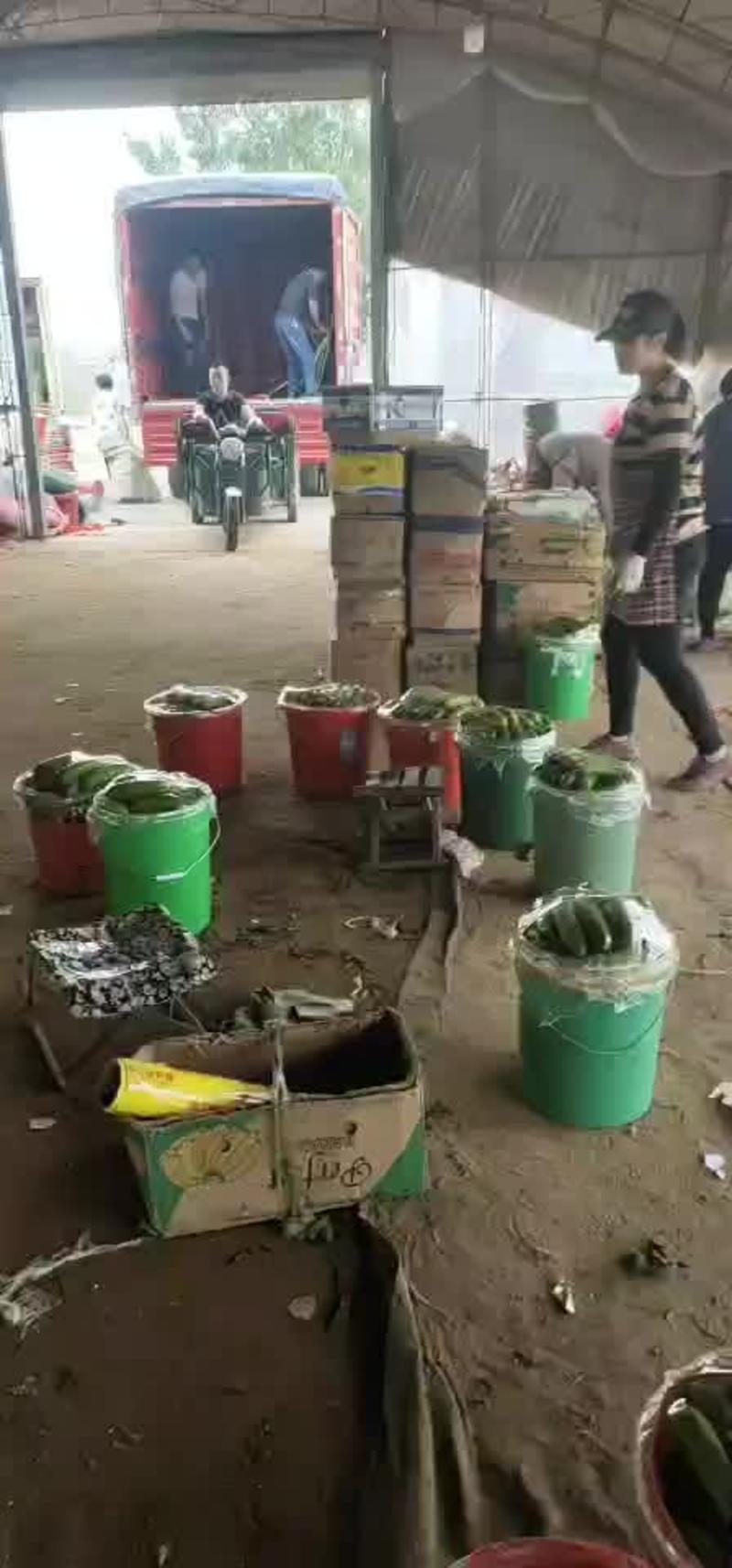 唐山市滦州精品旱黄瓜大产地代收，代发，可打款物流发货