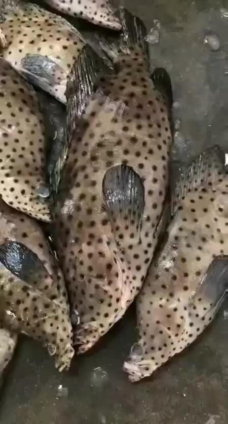 广东粤东沿海马鲛石斑鱼