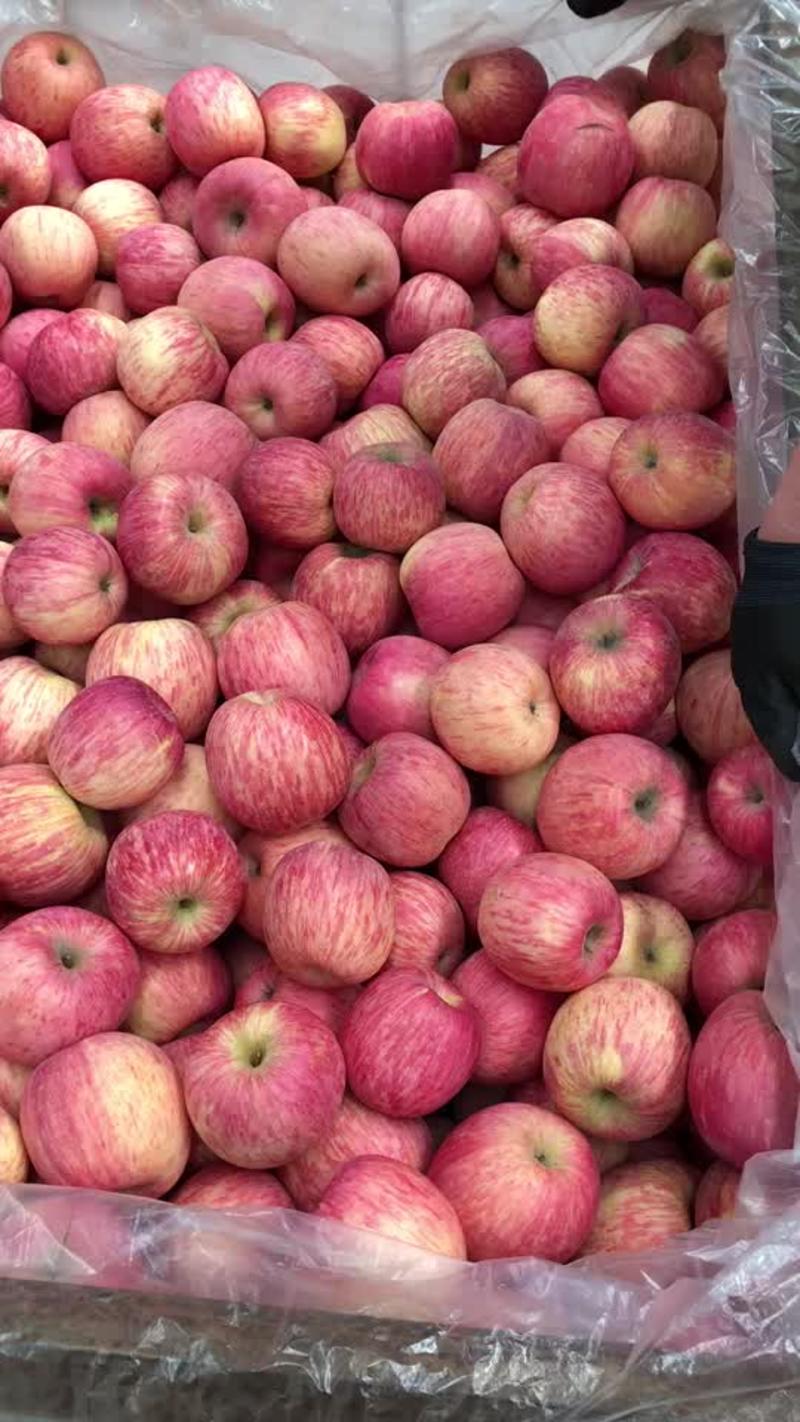 山东片红富士苹果条纹苹果表光靓大量现货产地直发代办