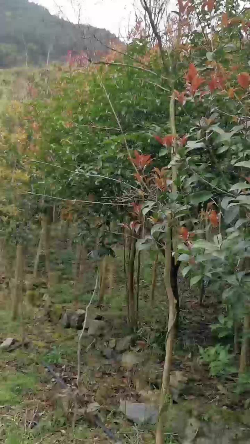 黄金桂花树2~3米8~10cm1.5~2米