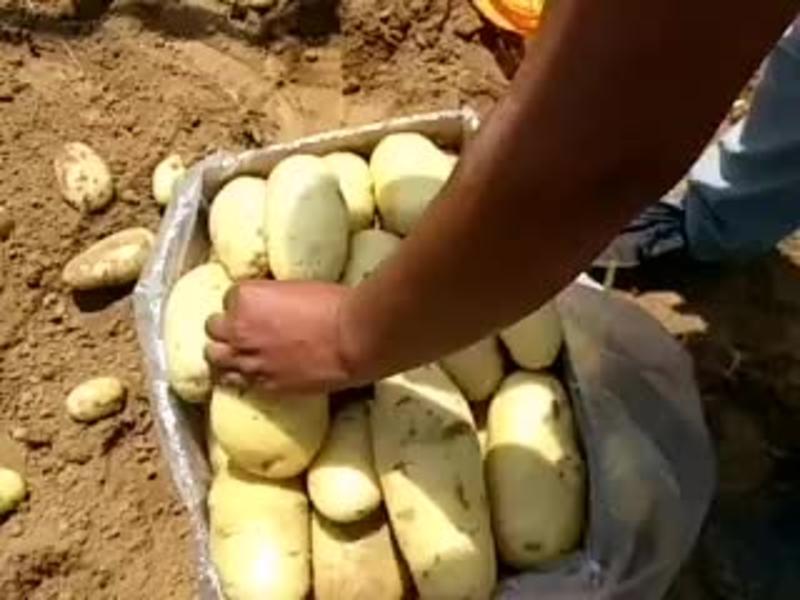泗水县荷兰土豆大量上市，土豆质量好，个头大，色着亮