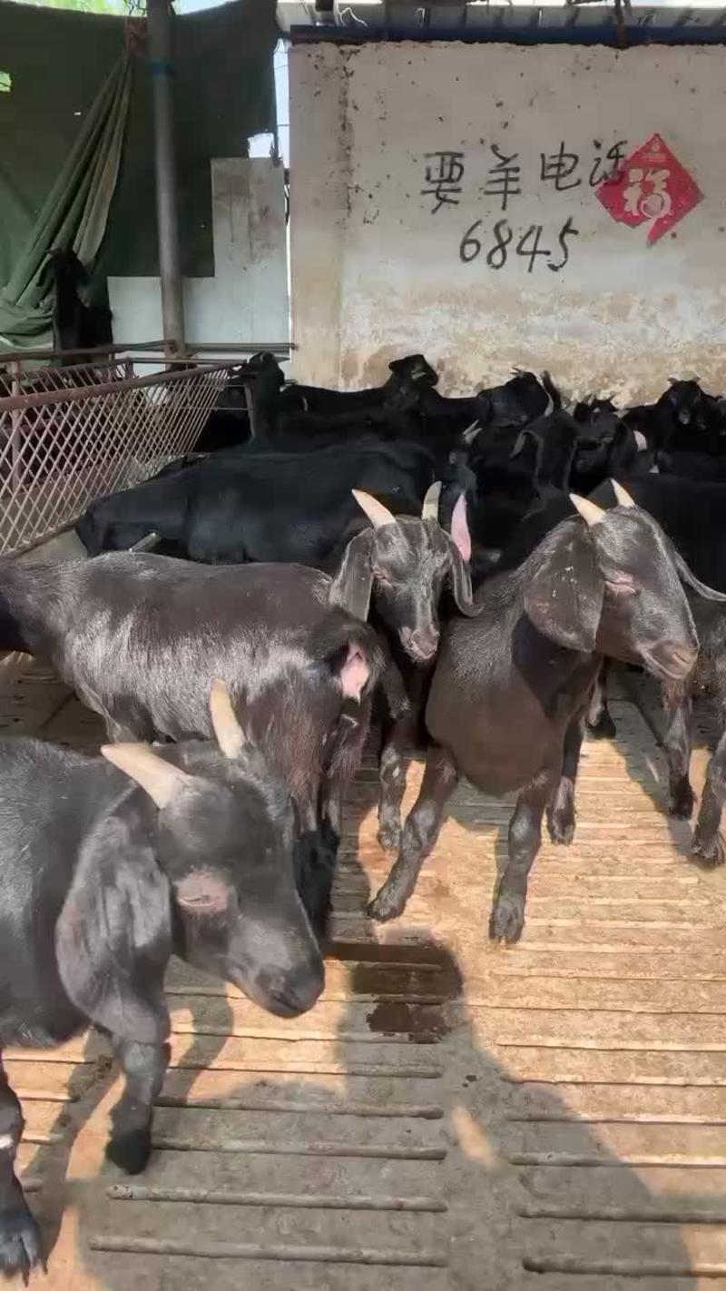30-50斤努比亚黑山羊羊苗，羔羊，基础母羊种公羊