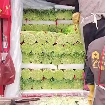 丰县粱寨镇白苞蒜苔大量上市，一车精品，一车一般的蒜苔