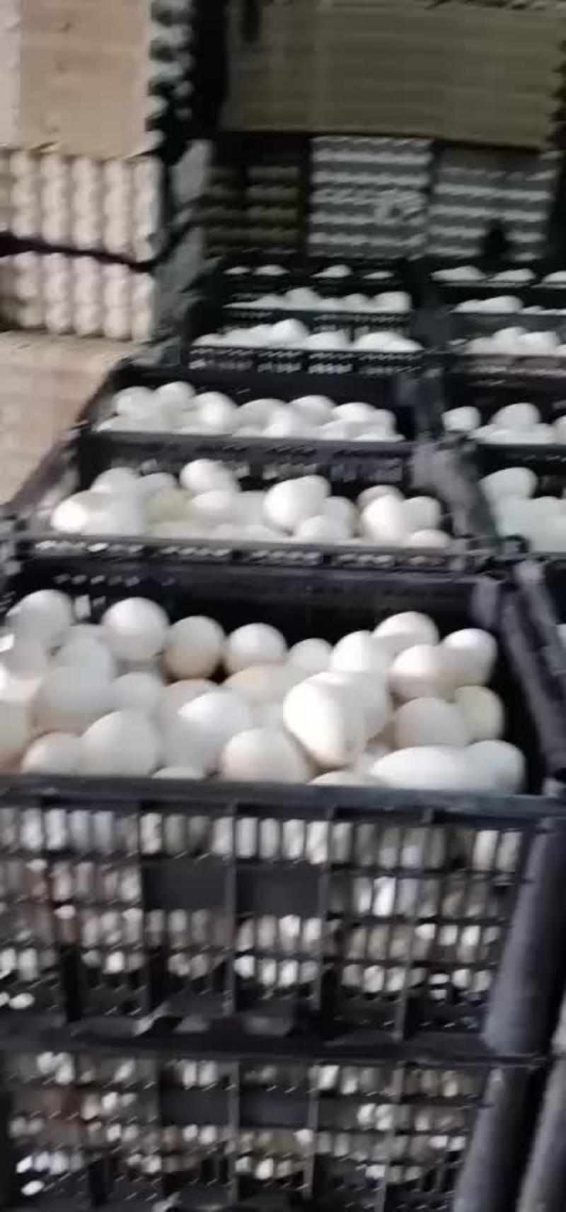 鹅蛋，本地鹅蛋