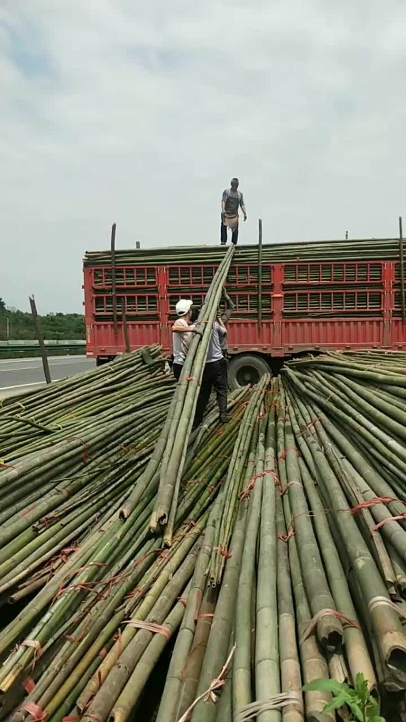 10米竹杆，旗杆竹，打棚，竹竿均称，肉厚，材质好