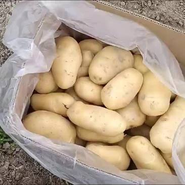 贵州精品，荷兰15土豆大量上市，合作社种植有2000亩