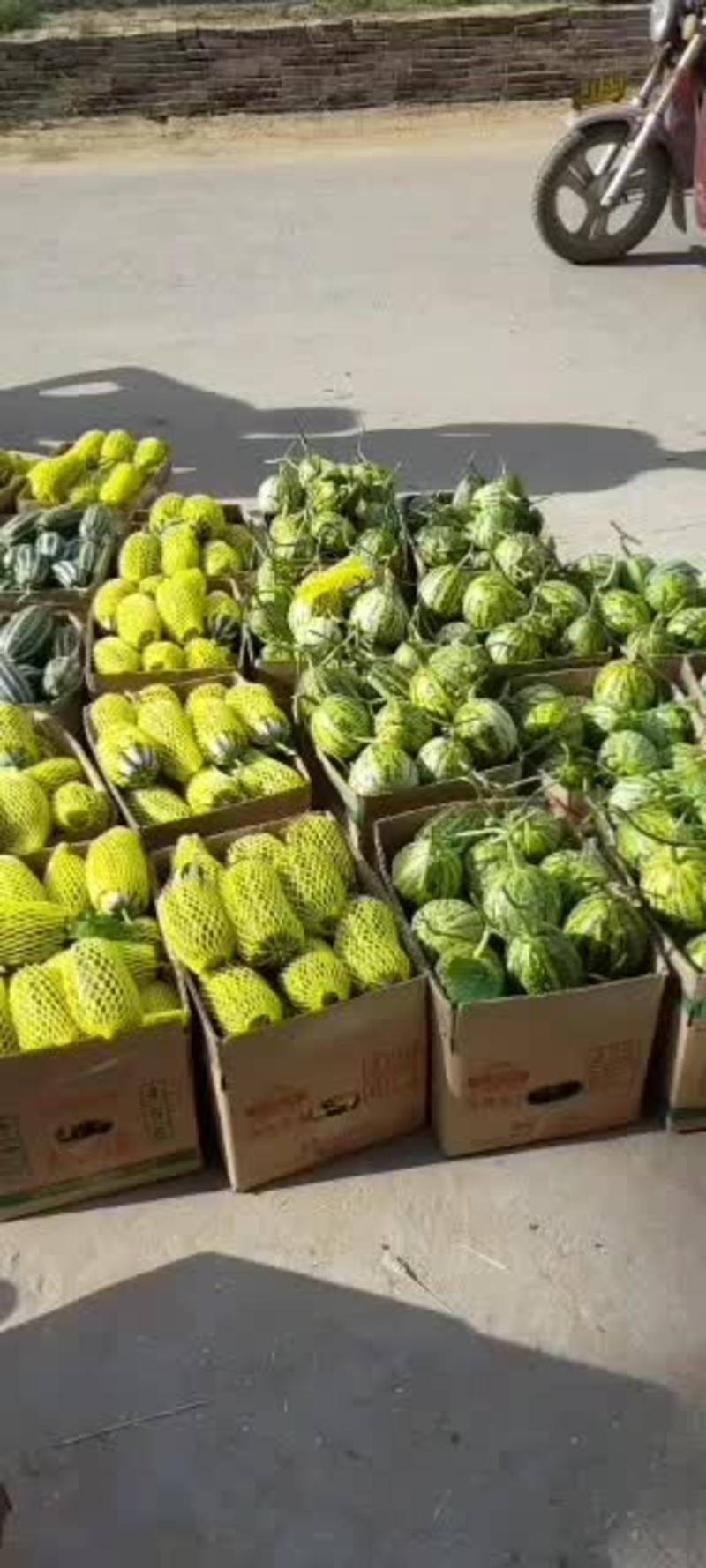 山东滨州惠民甜瓜大量供货中价格便宜质量保证，有要的速联系