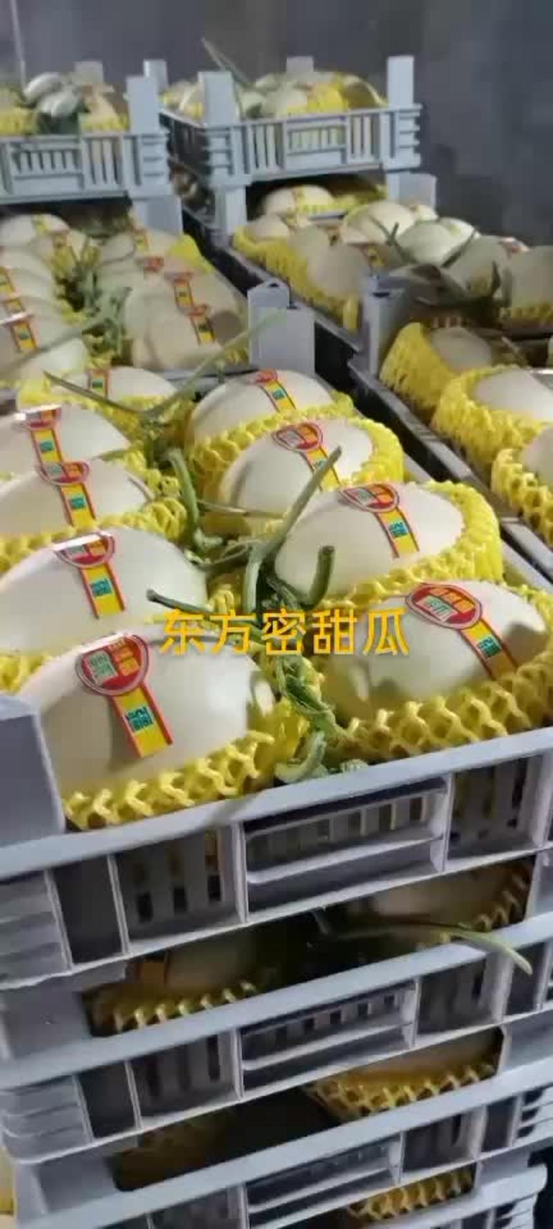 台州东方密甜瓜已经大量上市了又甜又脆--统一打包-