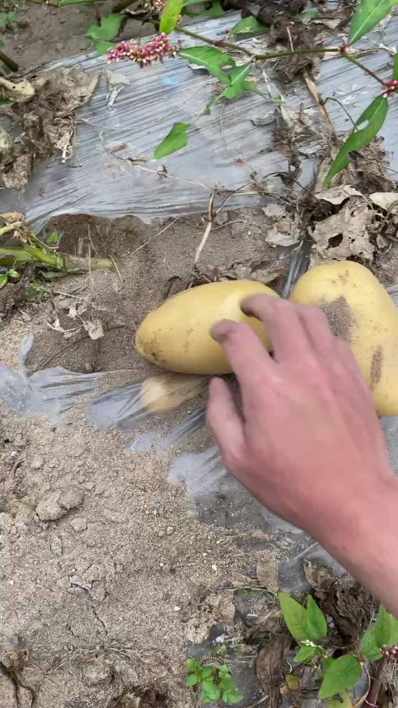 长乐土豆现挖现发质量保证黄心黄皮自己种的