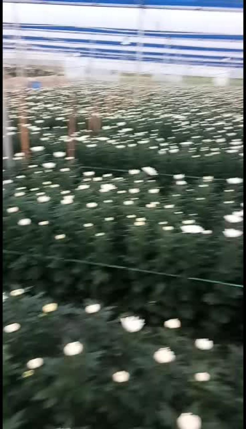 福建省三明市菊花种植基地产地直销，一手货源，全国发货